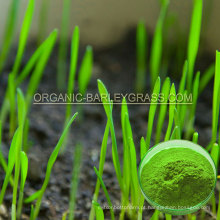 USDA Organic Wheat Grass Powder